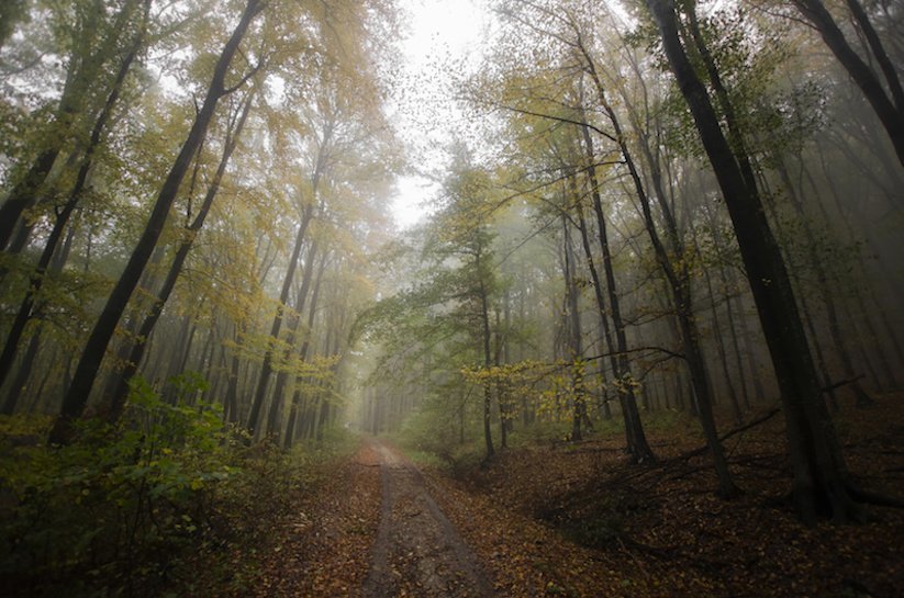 Selecting trees for your log home